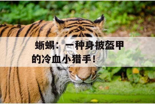  蜥蜴：一种身披盔甲的冷血小猎手！