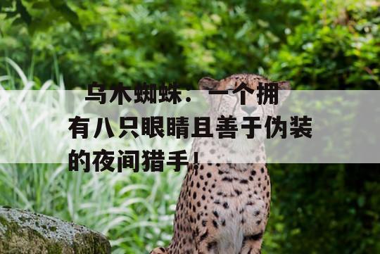   乌木蜘蛛：一个拥有八只眼睛且善于伪装的夜间猎手！