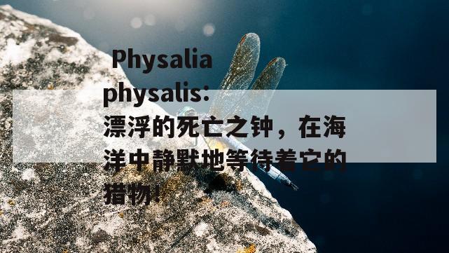  Physalia physalis: 漂浮的死亡之钟，在海洋中静默地等待着它的猎物！